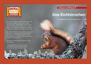 Das Eichhörnchen / Kamishibai Bildkarten Eis, Patrik 4260505830458