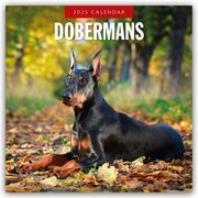 Dobermans - Dobermann 2025 - 16-Monatskalender  9781804424568