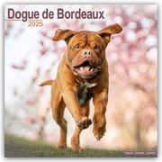 Dogue de Bordeaux - Bordeauxdoggen 2025 - 16-Monatskalender  9781804603390