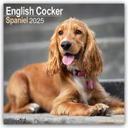 English Cocker Spaniel - Englische Cockerspaniels 2025 - 16-Monatskalender  9781804603406