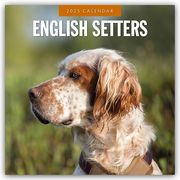 English Setters - Englisch Setter 2025 - 16-Monatskalender  9781804424599