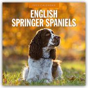 English Springer Spaniels - Englisch Springer Spaniels 2025 - 16-Monatskalender  9781804424605