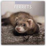 Ferrets - Frettchen 2025 - 16-Monatskalender  9781804423882