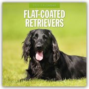 Flat-Coated Retrievers - Flat Coated Retriever 2025 - 16-Monatskalender  9781804424612