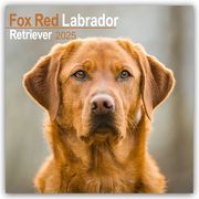 Fox Red Labrador Retriever - Fuchsroter Labrador 2025 Retriever - 16-Monatskalender  9781804603611