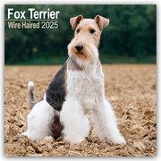 Fox Terrier Wirehaired - Drahthaar Foxterrier 2025 - 16-Monatskalender  9781804603451