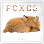 Foxes - Füchse 2025 - Wand-Kalender  9781529845327