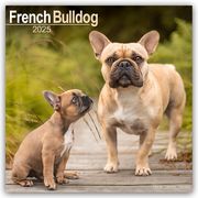 French Bulldog - Französische Bulldoggen 2025 - 16-Monatskalender  9781804603468