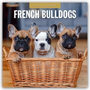French Bulldogs - Französische Bulldoggen 2025 - 16-Monatskalender  9781804424643