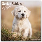 Golden Retriever Puppies - Golden Retriever-Welpen 2025 - 16-Monatskalender  9781804604069