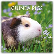 Guinea Pigs - Meerschweinchen 2025 - 16-Monatskalender  9781804423929