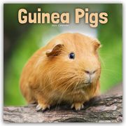 Guinea Pigs - Meerschweinchen 2025 - 16-Monatskalender  9781804604366
