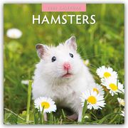Hamsters - Hamster 2025 - 16-Monatskalender  9781804423936