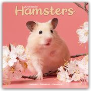 Hamsters - Hamster 2025 - 16-Monatskalender  9781804604373