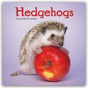 Hedgehogs - Igel 2025 - Wand-Kalender  9781529845167