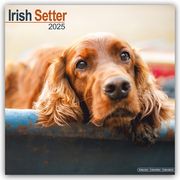 Irish Setter - Irish Setter 2025 - 16-Monatskalender  9781804603543