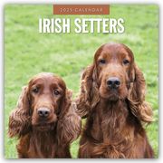Irish Setters - Irischer Setter 2025 - 16-Monatskalender  9781804424766