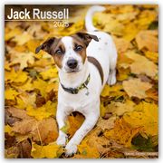 Jack Russell Terrier 2025 - 16-Monatskalender  9781804603567