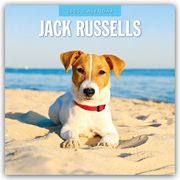 Jack Russells - Jack Russell Terrier 2025 - 16-Monatskalender  9781804424780