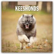 Keeshonds - Wolfsspitz 2025 - 16-Monatskalender  9781804424797