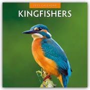 Kingfishers - Eisvögel 2025 - 16-Monatskalender  9781804423967