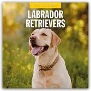 Labrador Retrievers - Labrador Retriever 2025 - 16-Monatskalender  9781804424810