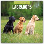 Labradors - Labradore - Labrador Retriever 2025 - 16-Monatskalender  9781804424827