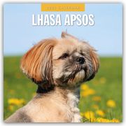 Lhasa Apsos - Lhasa Apso 2025 - 16-Monatskalender  9781804424834