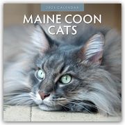 Maine Coon Cats - Maine Coon Katzen 2025 - 16-Monatskalender  9781804423974
