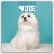 Maltese - Malteser 2025 - 16-Monatskalender  9781804424858