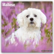 Maltese - Malteser 2025 - 16-Monatskalender  9781804603673