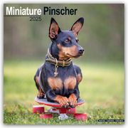 Miniature Pinscher - Zwergpinscher 2025 - 16-Monatskalender  9781804603680