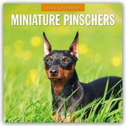 Miniature Pinschers - Zwergpinscher - Rehpinscher 2025 - 16-Monatskalender  9781804424872