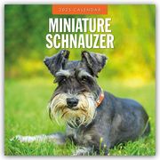Miniature Schnauzer - Zwergschnauzer 2025 - 16-Monatskalender  9781804424889