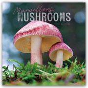 Mushrooms - Pilze 2025 - Wand-Kalender  9781529812824