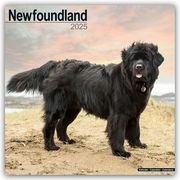Newfoundland - Neufundländer 2025 - 16-Monatskalender  9781804603697
