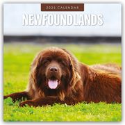 Newfoundlands - Neufundländer 2025 - 16-Monatskalender  9781804424896