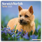 Norfolk Terrier 2025- 16-Monatskalender  9781804603703