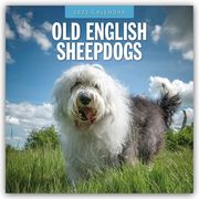 Old English Sheepdogs - Bobtail 2025 - 16-Monatskalender  9781804424919