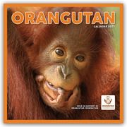 Orangutan - Orang-Utan 2025 - Wand-Kalender  9781529845358