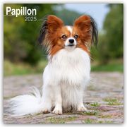 Papillon 2025 - 16-Monatskalender  9781804603727