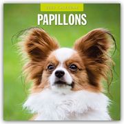 Papillons - Schmetterlingshund - Zwergspaniel 2025 - 16-Monatskalender  9781804424926