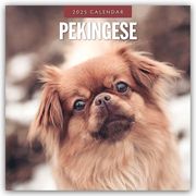 Pekingese - Pekinese - Peking Palasthund 2025 - 16-Monatskalender  9781804424940
