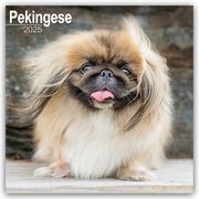 Pekingese - Pekinesen 2025 - 16-Monatskalender  9781804603741