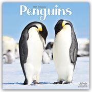 Penguins - Pinguine 2025 - 16-Monatskalender  9781804604441