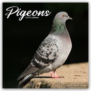Pigeons - Tauben 2025 - 16-Monatskalender  9781804604458