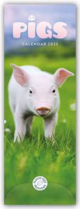 Pigs - Ferkel - Schweinchen 2025 - Slimline-Kalender  9781529845013