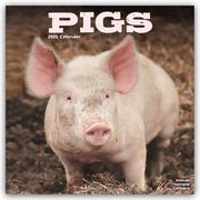 Pigs - Schweine 2025 - 16-Monatskalender  9781804604465