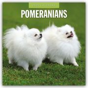 Pomeranians - Zwergspitz - Pomeranian Zwergspitz 2025 - 16-Monatskalender  9781804424971
