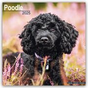 Poodle - Pudel 2025- 16-Monatskalender  9781804603772